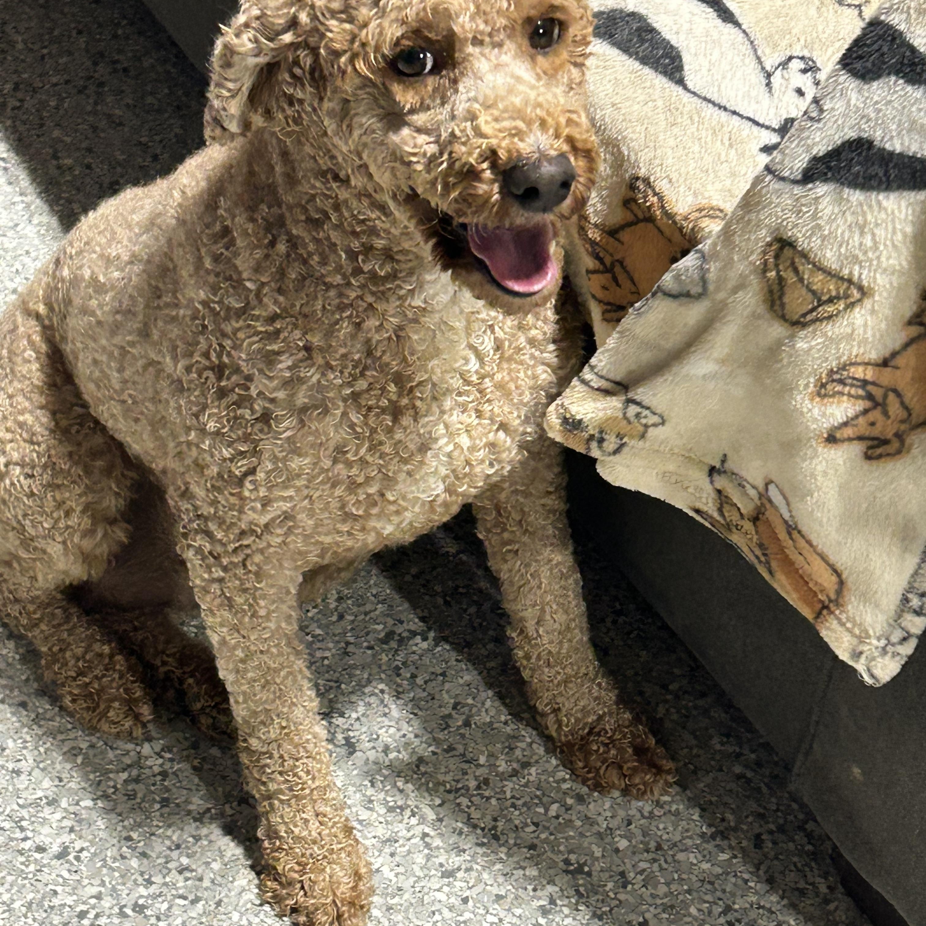 Family dog Mini Abby. 35 lbs, a Adoptable mixed breed in Maumee , OH image 2/4