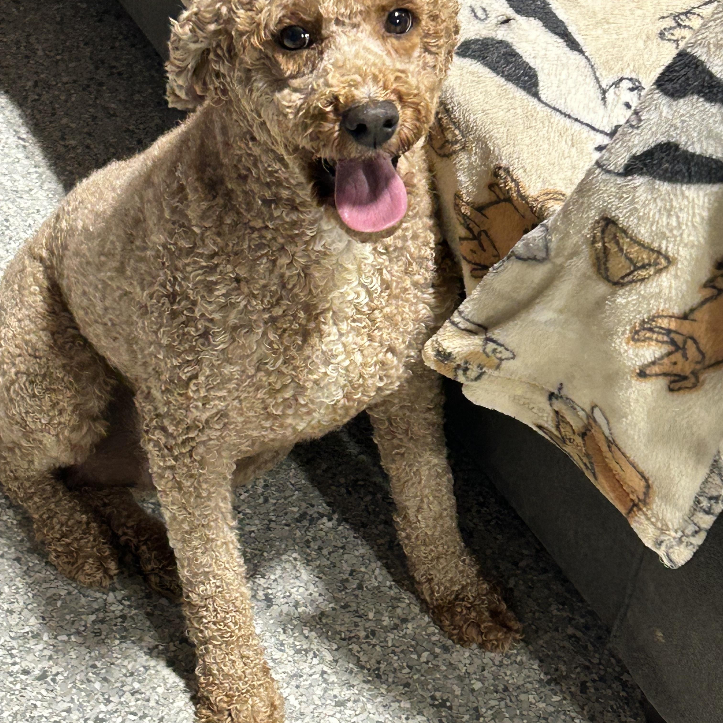 Family dog Mini Abby. 35 lbs, a Adoptable mixed breed in Maumee , OH image 1/4