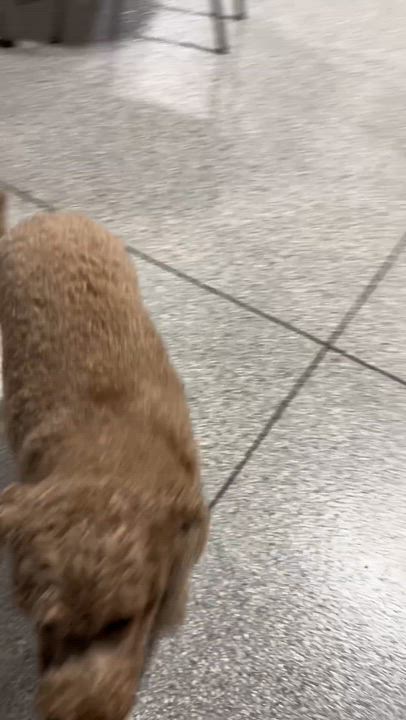 Enlarge Family dog Mini Abby. 35 lbs, a Adoptable mixed breed in Maumee , OH video 4/4