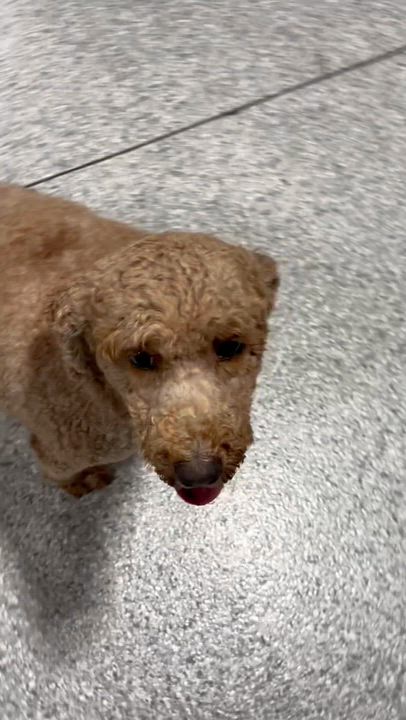 Enlarge Family dog Mini Abby. 35 lbs, a Adoptable mixed breed in Maumee , OH video 3/4