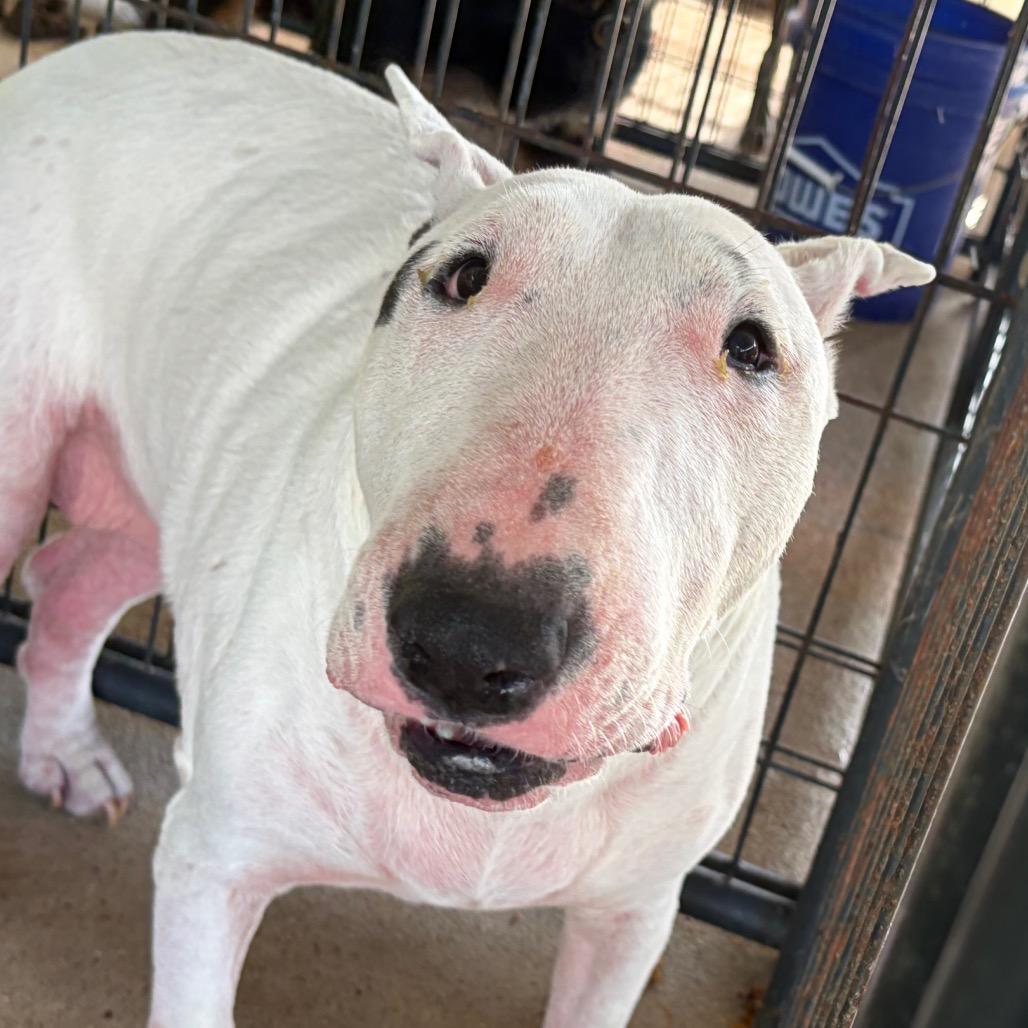 Jazz, Adoptable, Adult Female Bull Terrier.