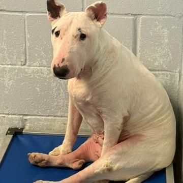 Enlarge Jazz, a Adoptable Bull Terrier in Livingston, TX image 2/2