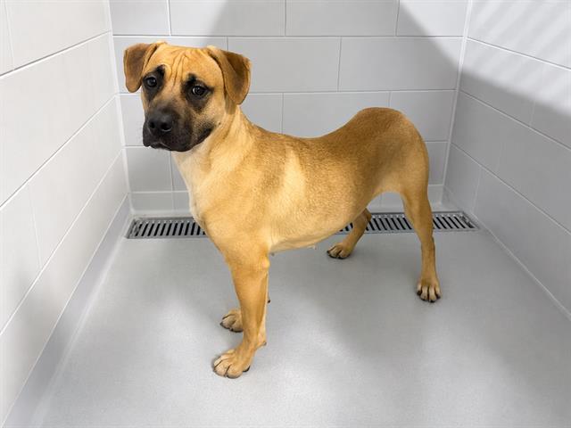 GYPSY, Adoptable, Adult Female Black Mouth Cur & Boxer.