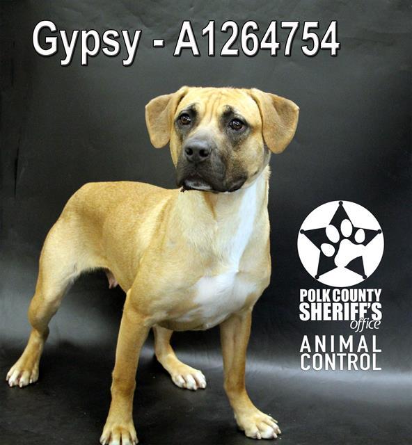 GYPSY, Adoptable, Adult Female Black Mouth Cur & Boxer.