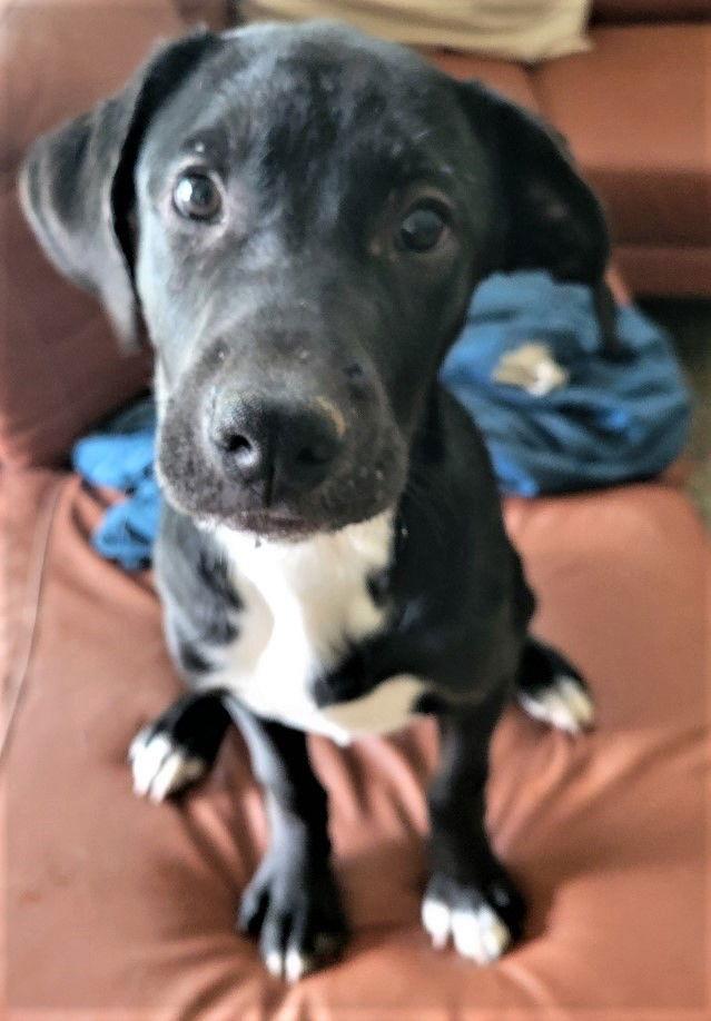 Enlarge Jerry, a Adoptable Labrador Retriever in San Diego, CA image 2/2