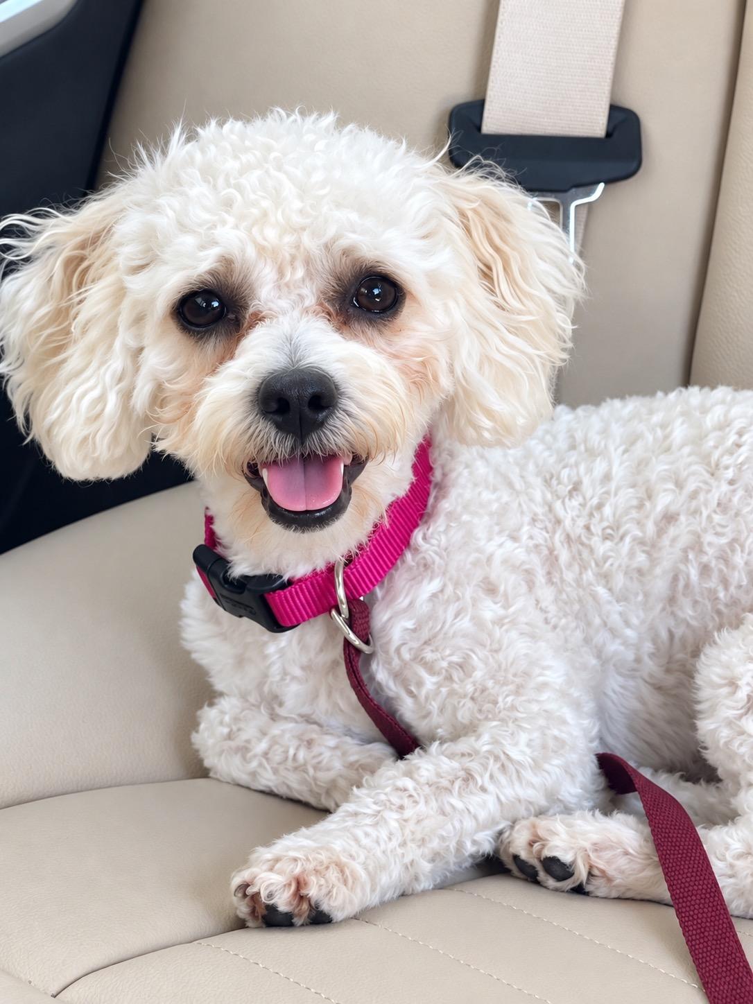 Enlarge Rolo, a Adopted mixed breed in Corona Del Mar, CA image 1/4