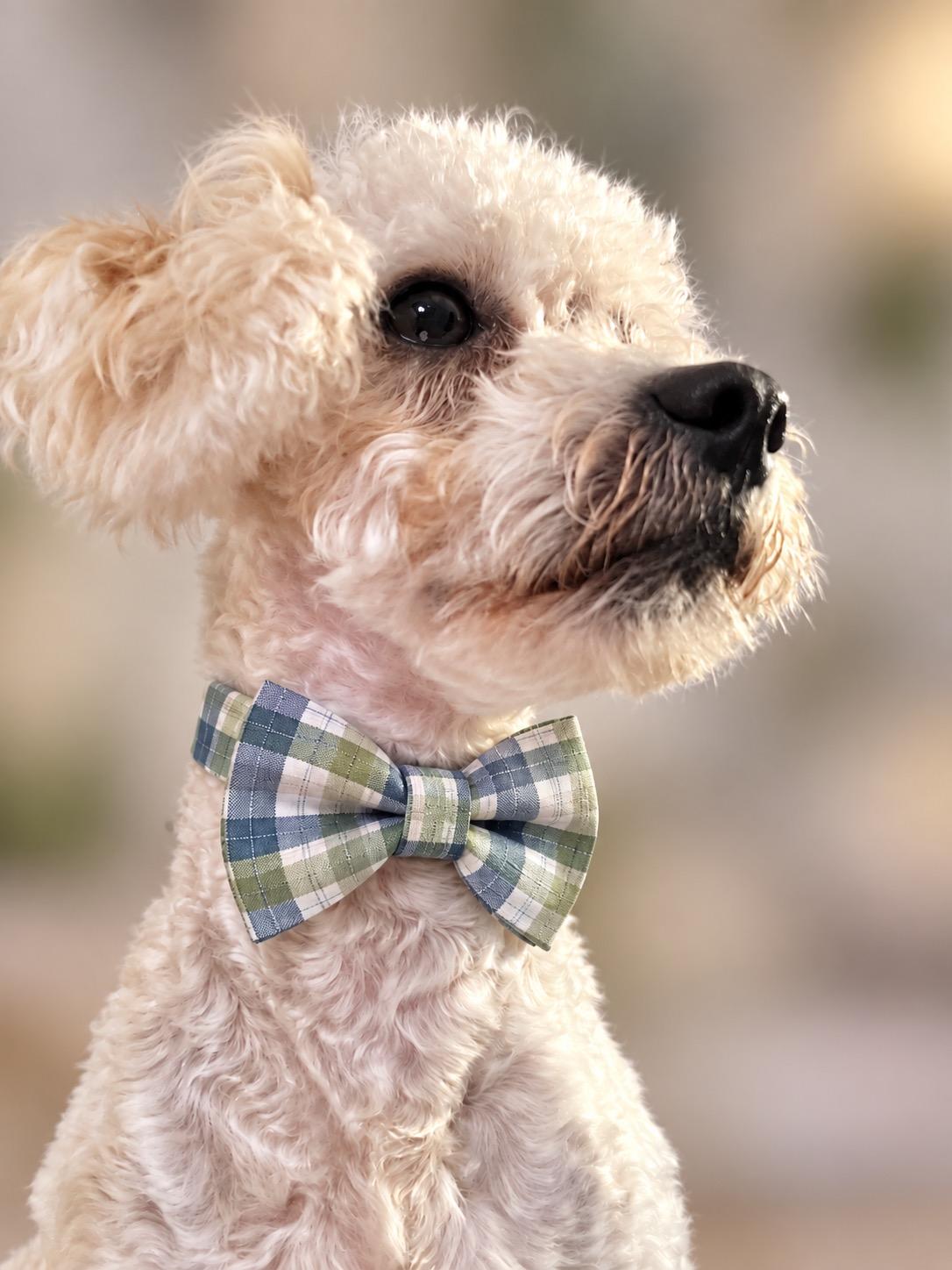 Rolo, Adoptable, Young Male Miniature Poodle & Maltese.