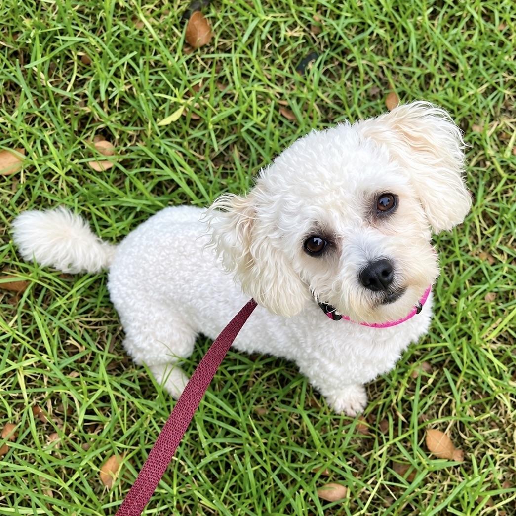 Enlarge Rolo, a Adopted mixed breed in Corona Del Mar, CA image 3/4