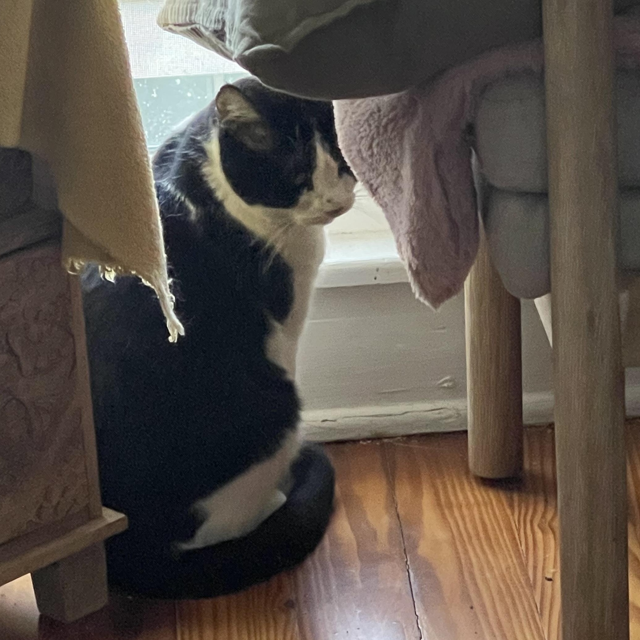 Angus the Adorable, Adoptable, Adult Male Domestic Short Hair.