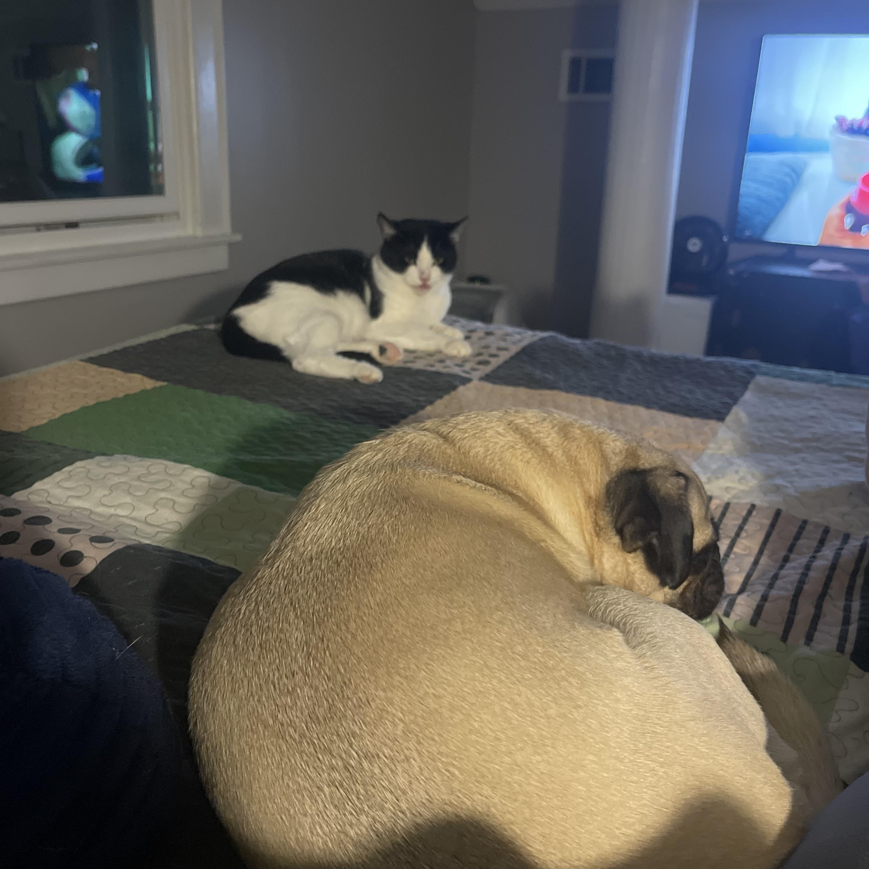 Angus the Adorable, a Adoptable Domestic Short Hair in Atlanta, GA image 2/6