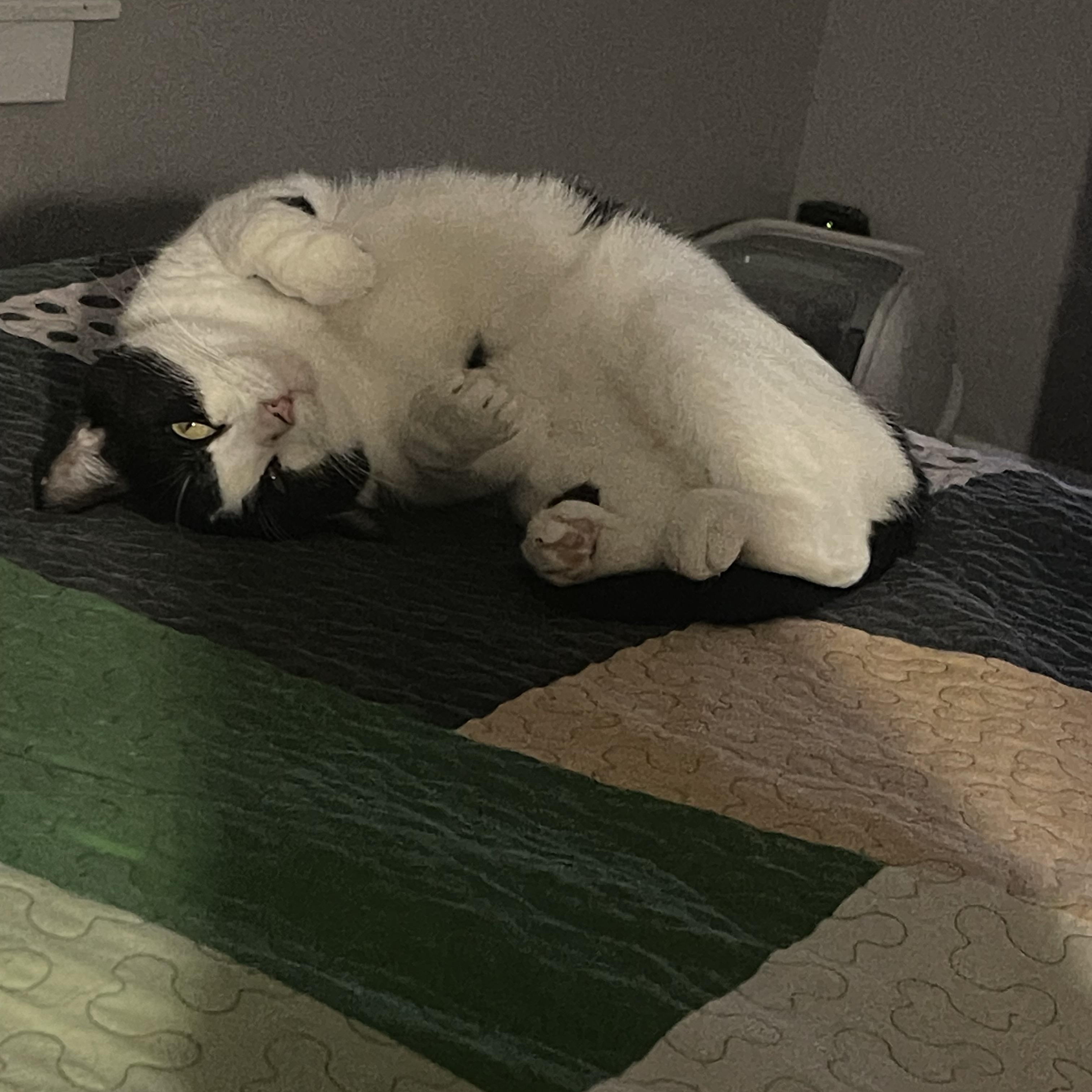 Angus the Adorable, a Adoptable Domestic Short Hair in Atlanta, GA image 3/6