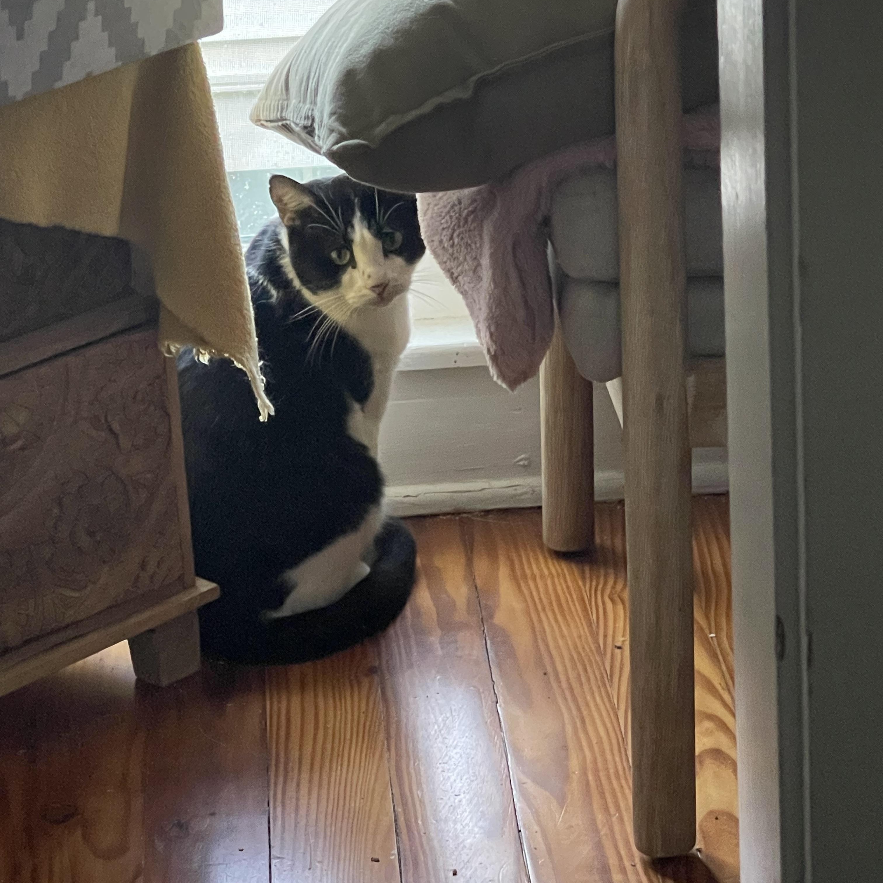 Angus the Adorable, a Adoptable Domestic Short Hair in Atlanta, GA image 4/6