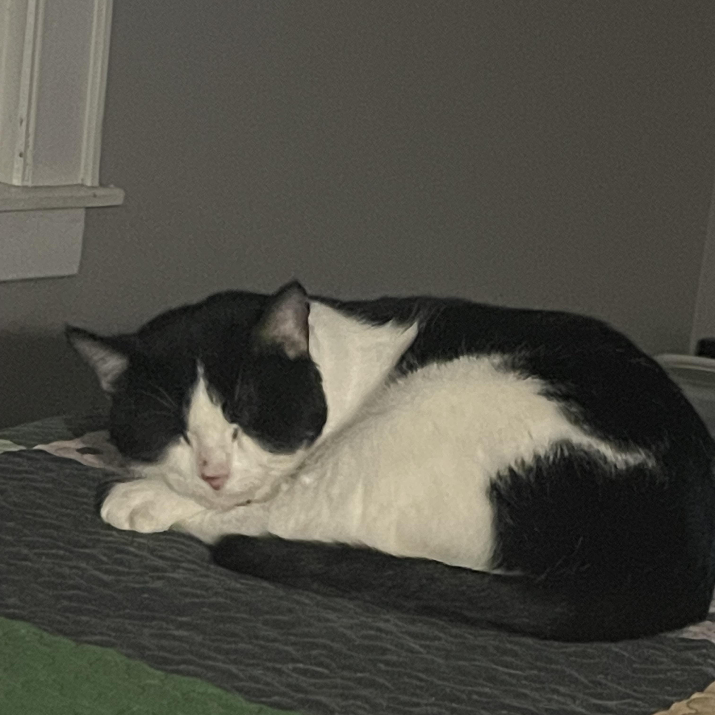 Angus the Adorable, a Adoptable Domestic Short Hair in Atlanta, GA image 5/6