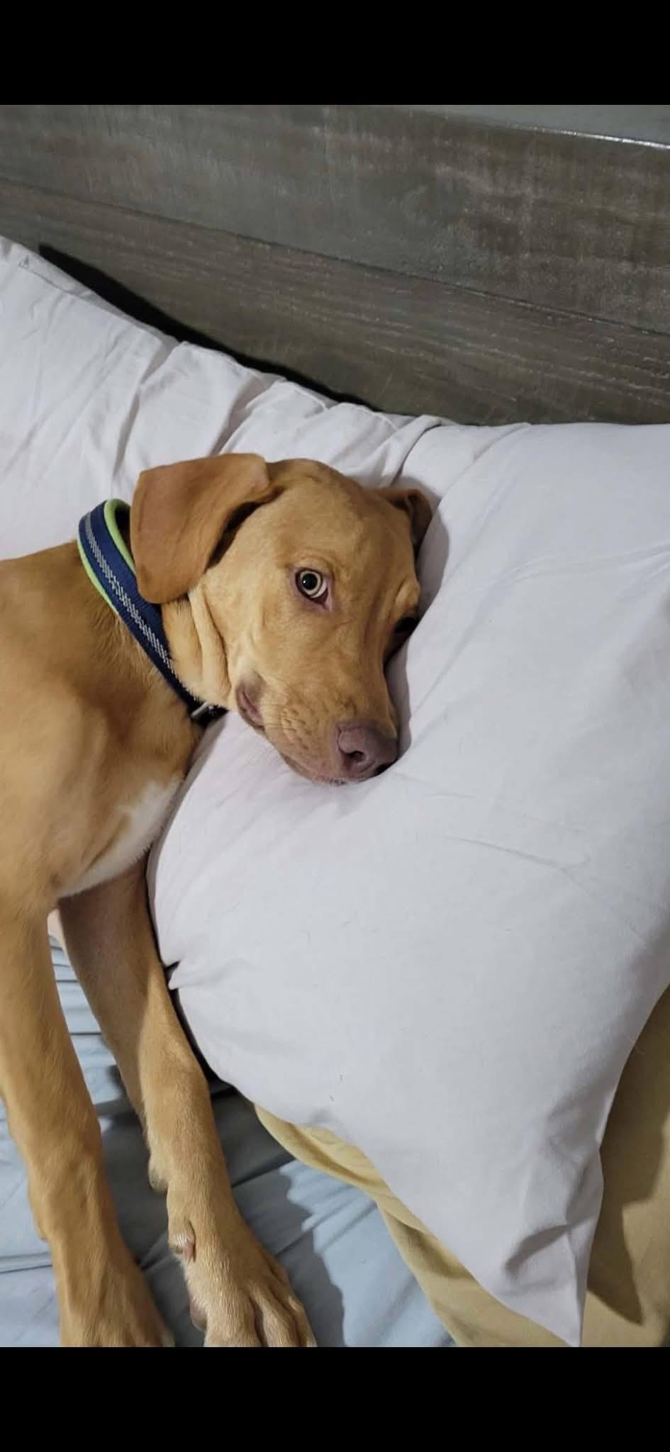 Enlarge NOLAN, a Adopted Vizsla in Langley, BC image 6/6