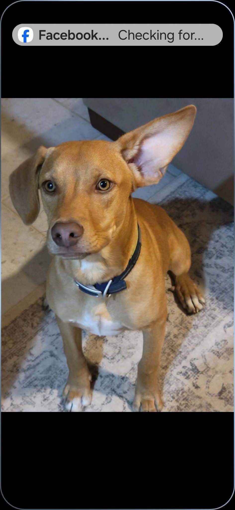 Enlarge NOLAN, a Adopted Vizsla in Langley, BC image 3/6