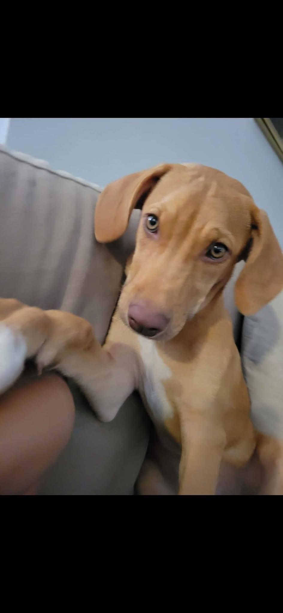 Enlarge NOLAN, a Adopted Vizsla in Langley, BC image 2/6