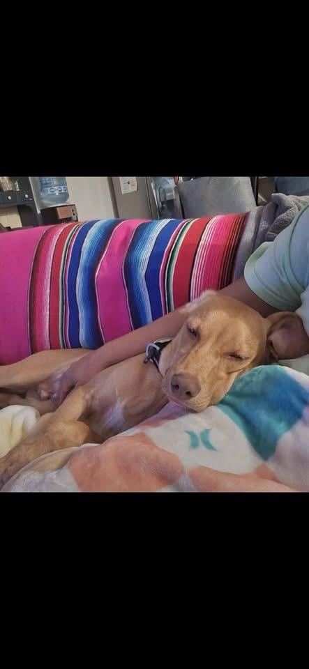 Enlarge NOLAN, a Adopted Vizsla in Langley, BC image 4/6