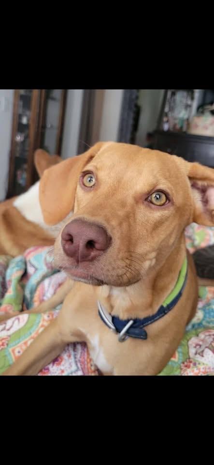 NOLAN, Adopted, Puppy Male Vizsla.