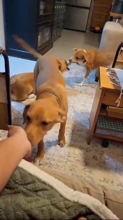 Enlarge NOLAN, a Adopted Vizsla in Langley, BC video 5/6