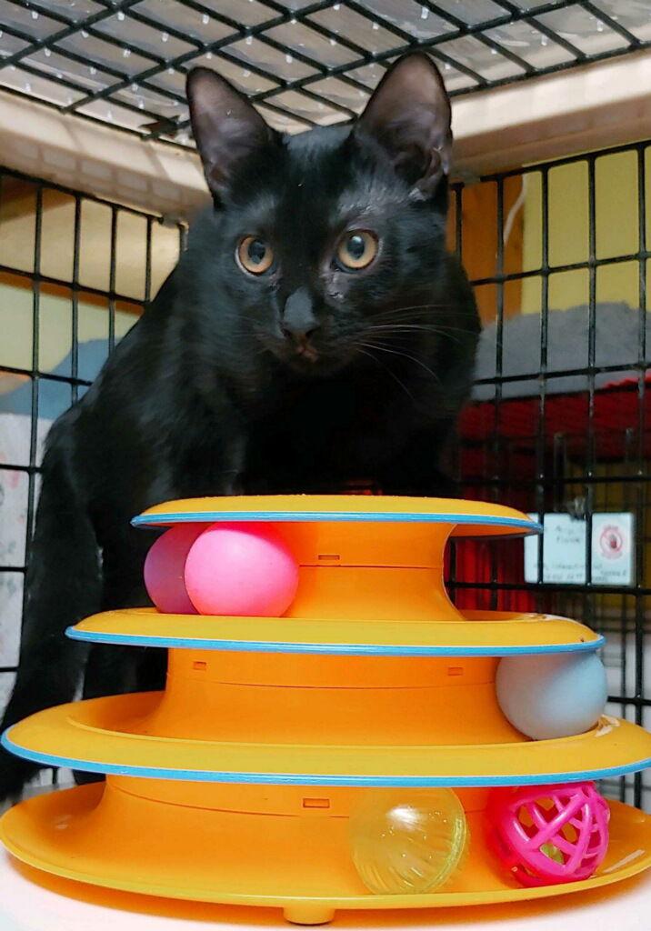 Tiffany, a Adoptable Domestic Short Hair in Pompano Beach, FL image 1/3