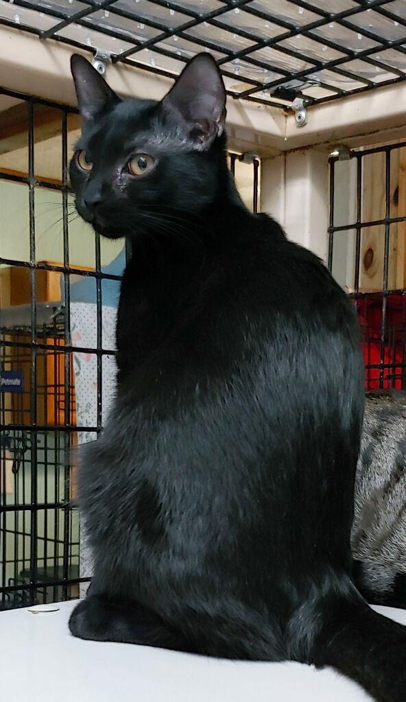 Tiffany, a Adoptable Domestic Short Hair in Pompano Beach, FL image 2/3