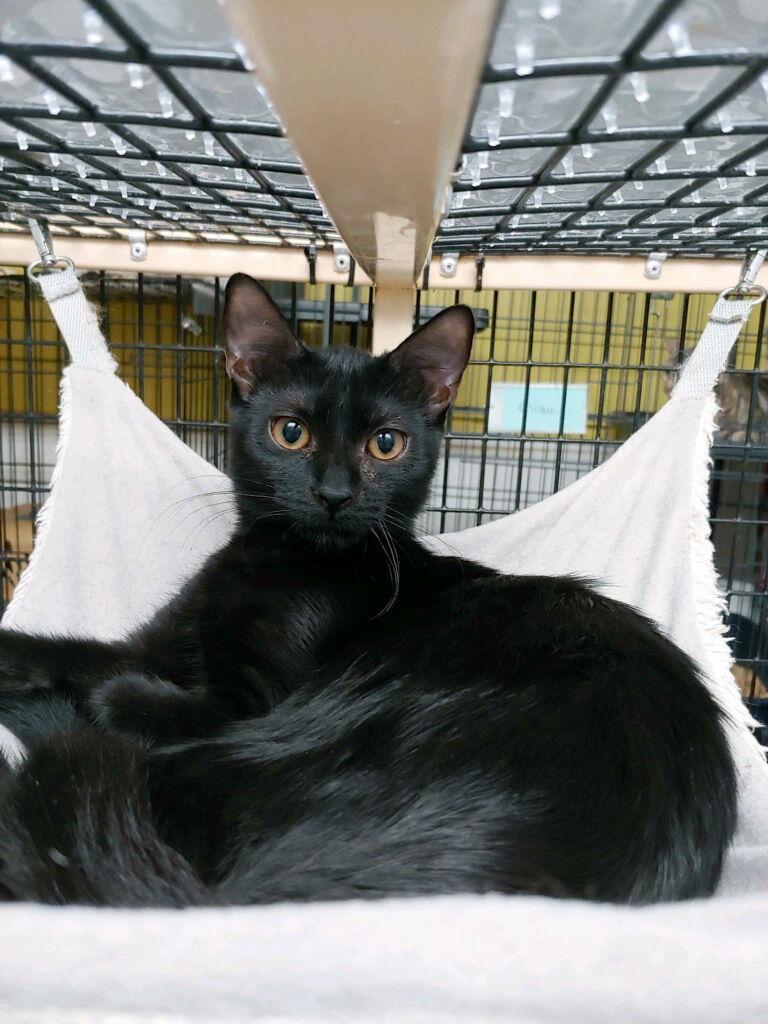 Tiffany, a Adoptable Domestic Short Hair in Pompano Beach, FL image 3/3