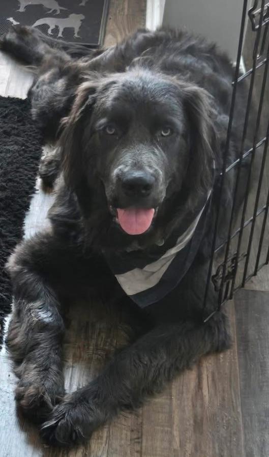 Enlarge Lola, a Adopted Newfoundland Dog in Painesville, OH image 1/2