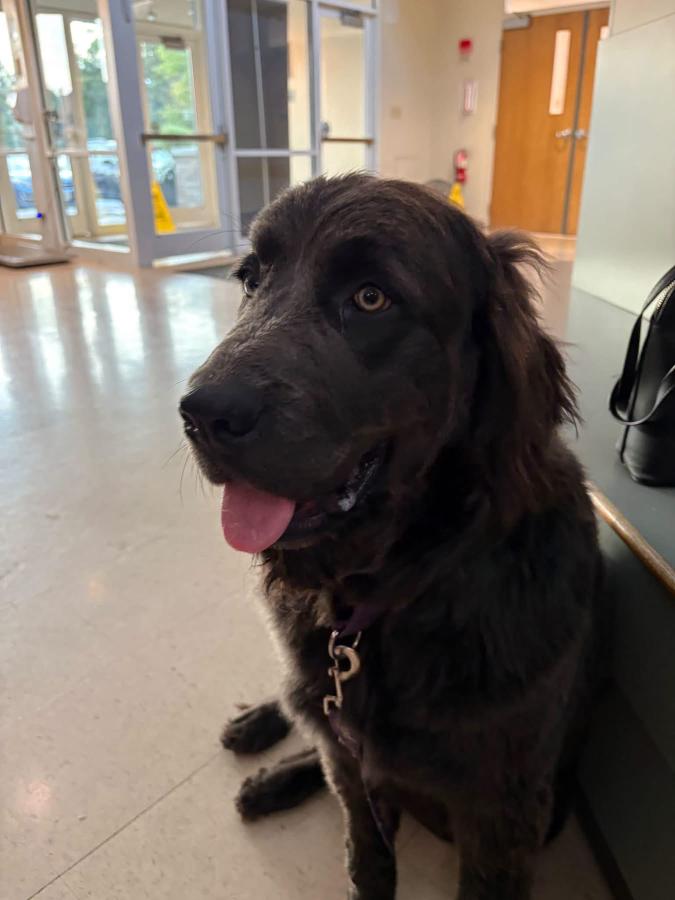Enlarge Lola, a Adopted Newfoundland Dog in Painesville, OH image 2/2