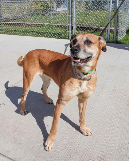 Matilda, ADOPTABLE, Adult Female Labrador Retriever.