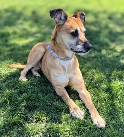 Matilda, a ADOPTABLE Labrador Retriever in Hamilton, MT image 6/6