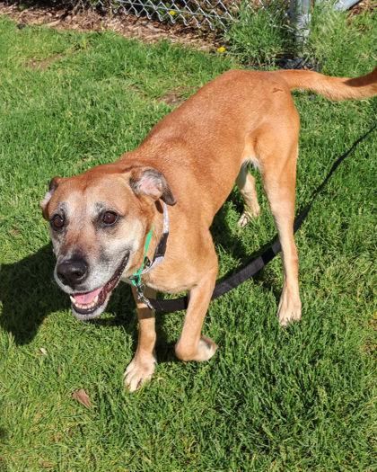 Matilda, a ADOPTABLE Labrador Retriever in Hamilton, MT image 2/6