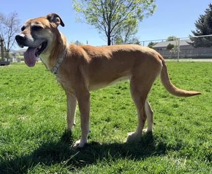 Matilda, a ADOPTABLE Labrador Retriever in Hamilton, MT image 4/6