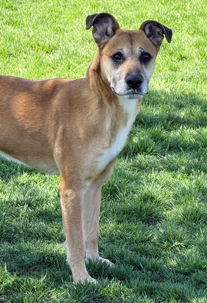 Matilda, a ADOPTABLE Labrador Retriever in Hamilton, MT image 3/6