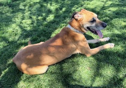 Matilda, a ADOPTABLE Labrador Retriever in Hamilton, MT image 5/6