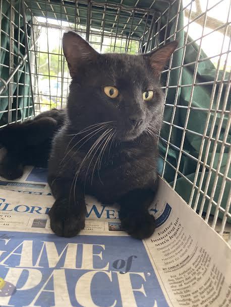 Sammy, a Adoptable Domestic Short Hair in Bonita Springs, FL image 1/2