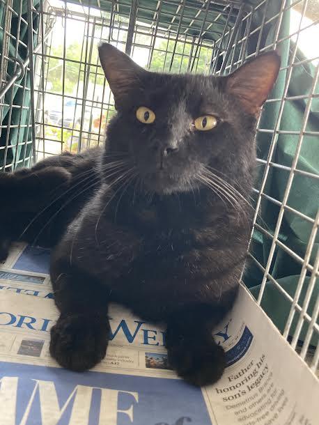 Sammy, a Adoptable Domestic Short Hair in Bonita Springs, FL image 2/2