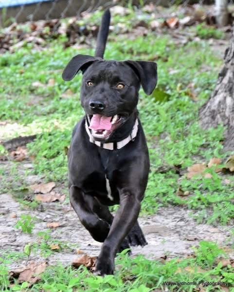 THUMPER, Adoptable, Adult Male Labrador Retriever & Mixed Breed.
