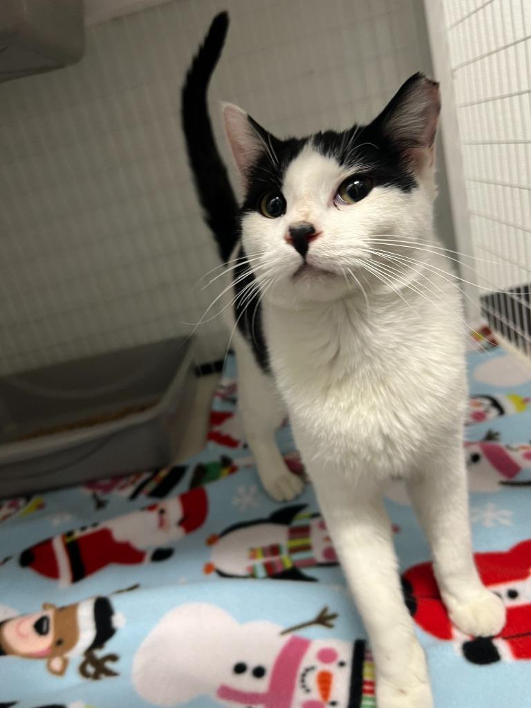 Bandit, Adoptable, Kitten Male Domestic Short Hair.