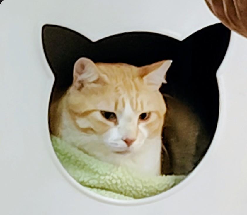 Enlarge Arthur, a ADOPTABLE Domestic Short Hair in San Antonio, TX image 1/1