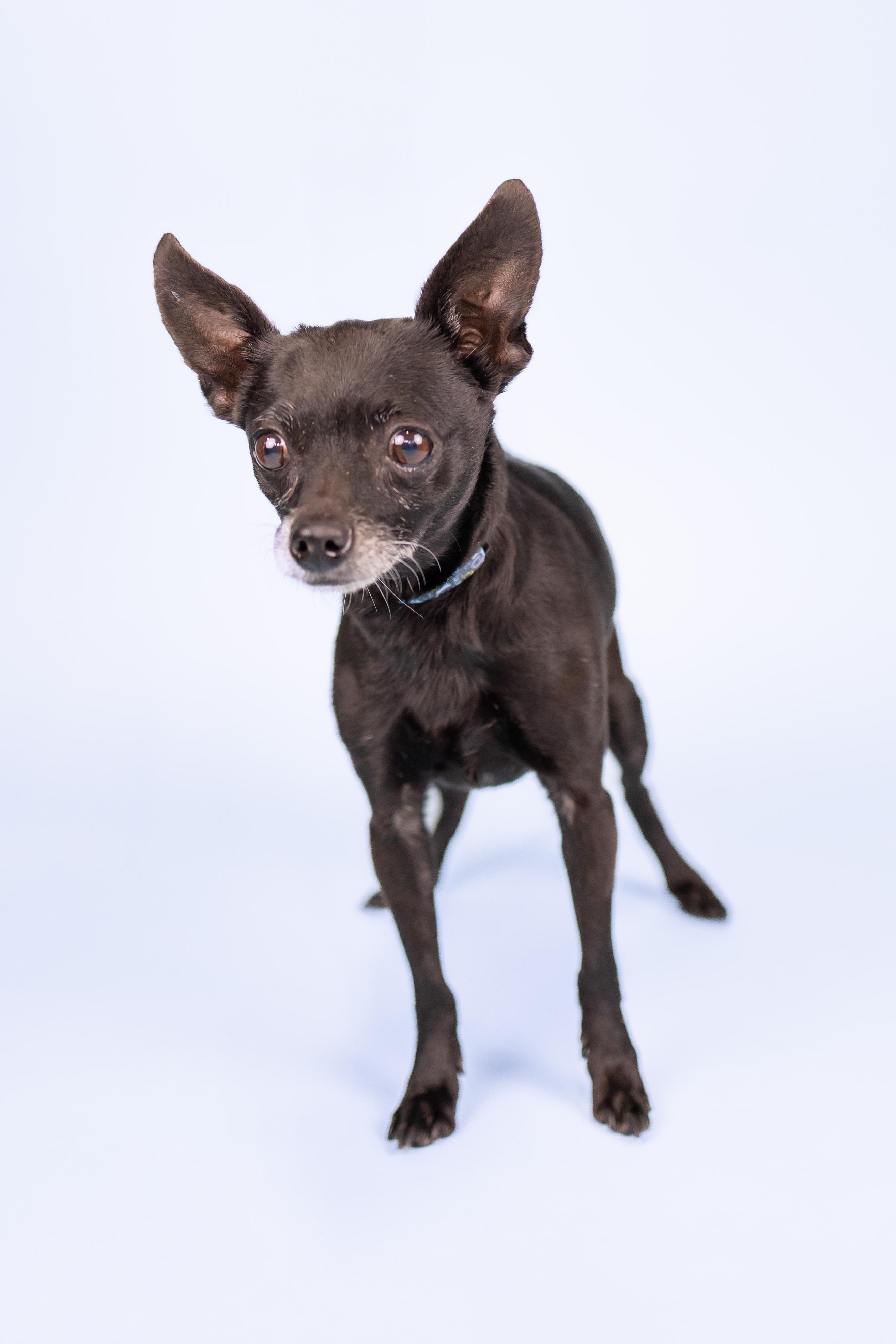 Jaheira, Adult Female Chihuahua