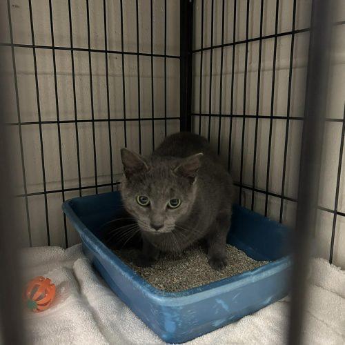Bessie, Adoptable, Young Female Domestic Short Hair.