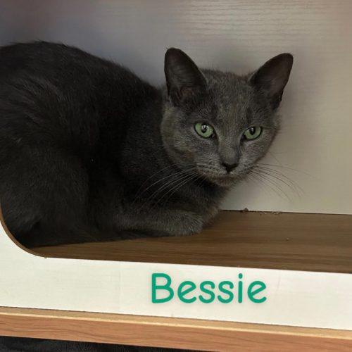 Enlarge Bessie, a Adoptable Domestic Short Hair in Burlington, IA image 2/2