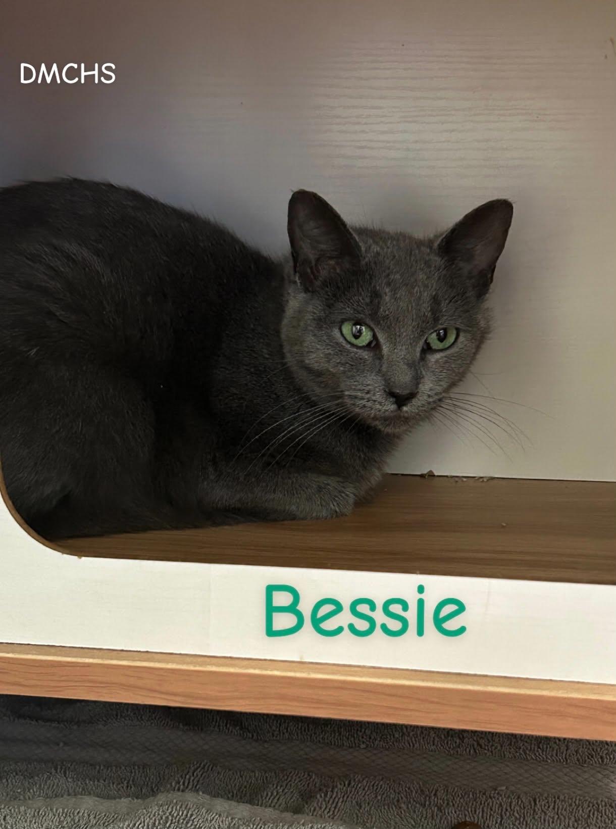 Enlarge Bessie, a Adoptable Domestic Short Hair in Burlington, IA image 2/2