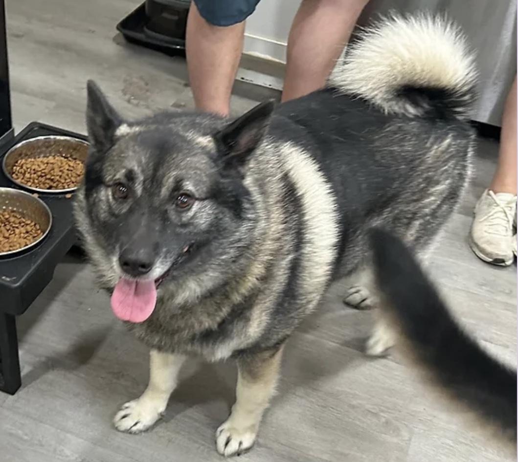 Enlarge Fenrir, a Adoptable Norwegian Elkhound in White Oak, PA image 1/1