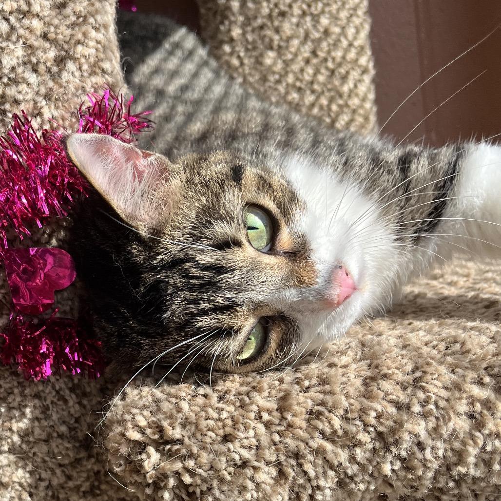 Tuna looney — thumbnail 3