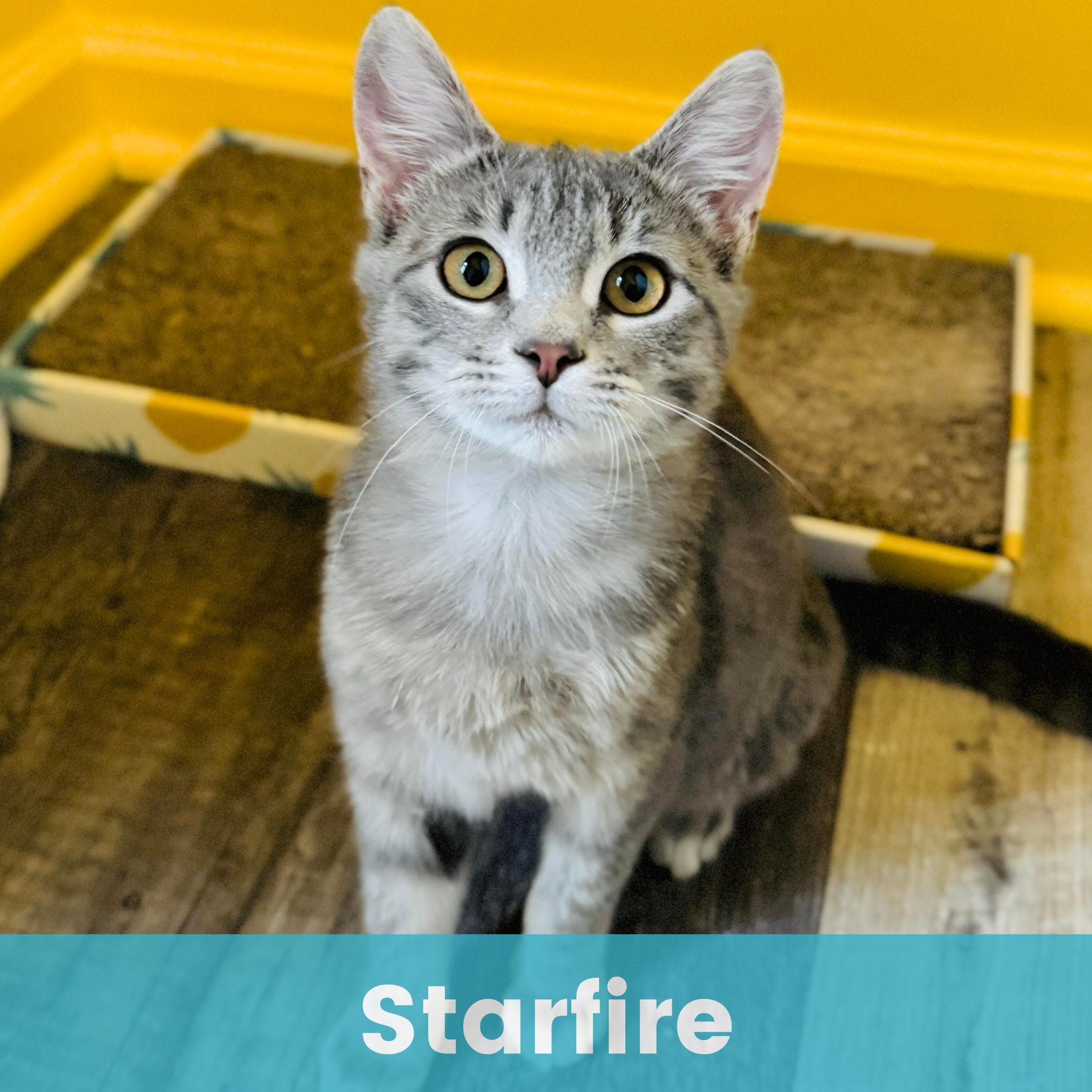 Starfire, adopted, Kitten Female Domestic Short Hair.