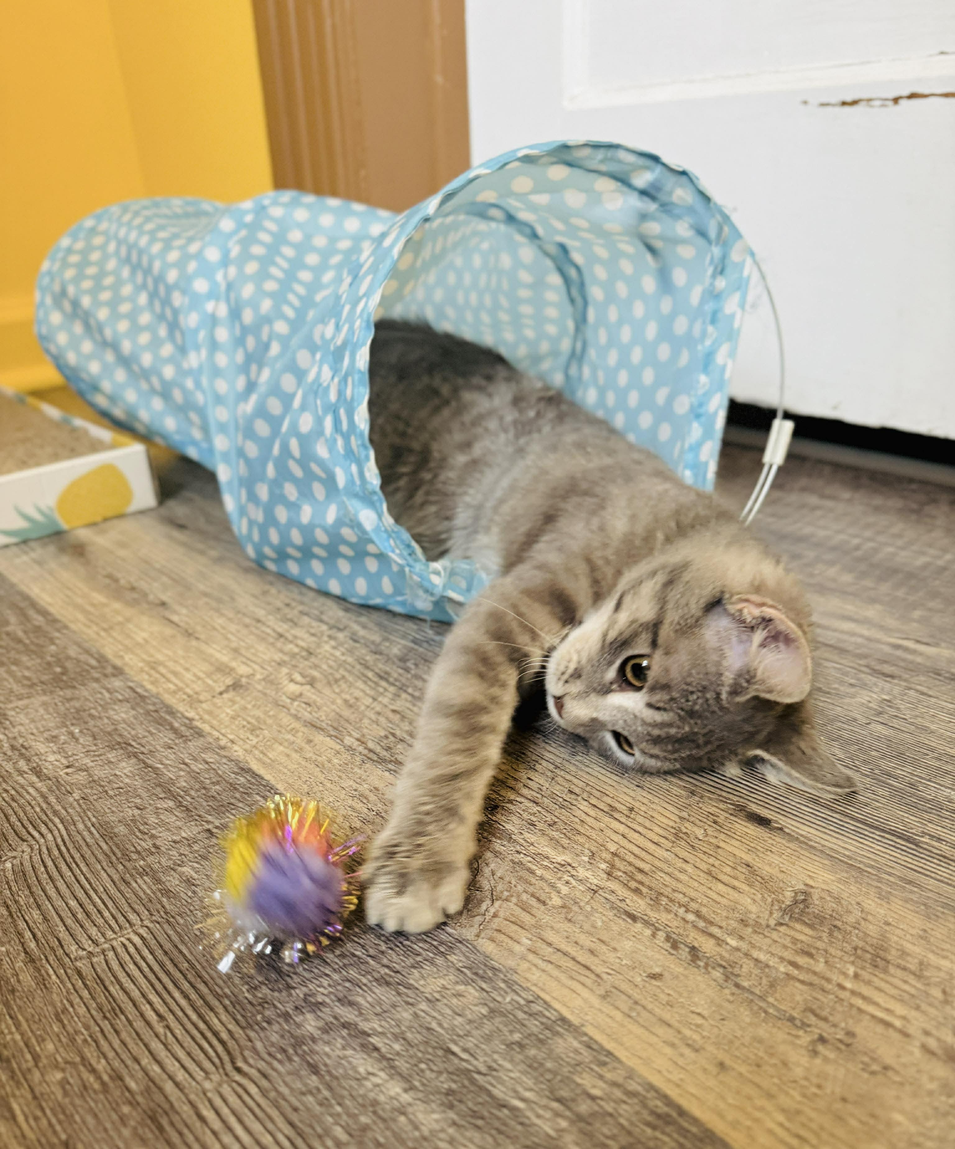 Starfire, an adopted Domestic Short Hair in Rochester , NY image 4/6