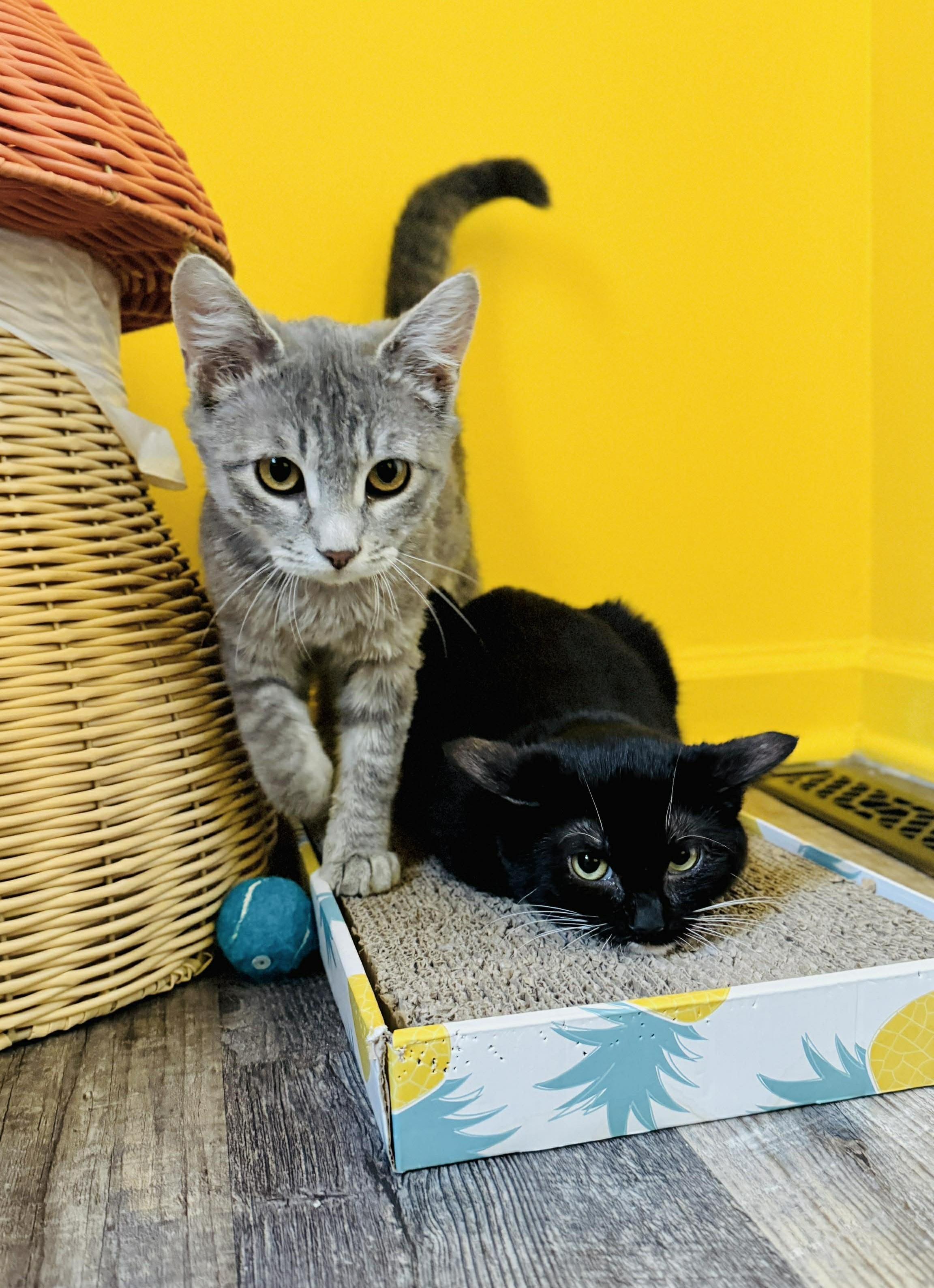 Starfire, an adopted Domestic Short Hair in Rochester , NY image 3/6