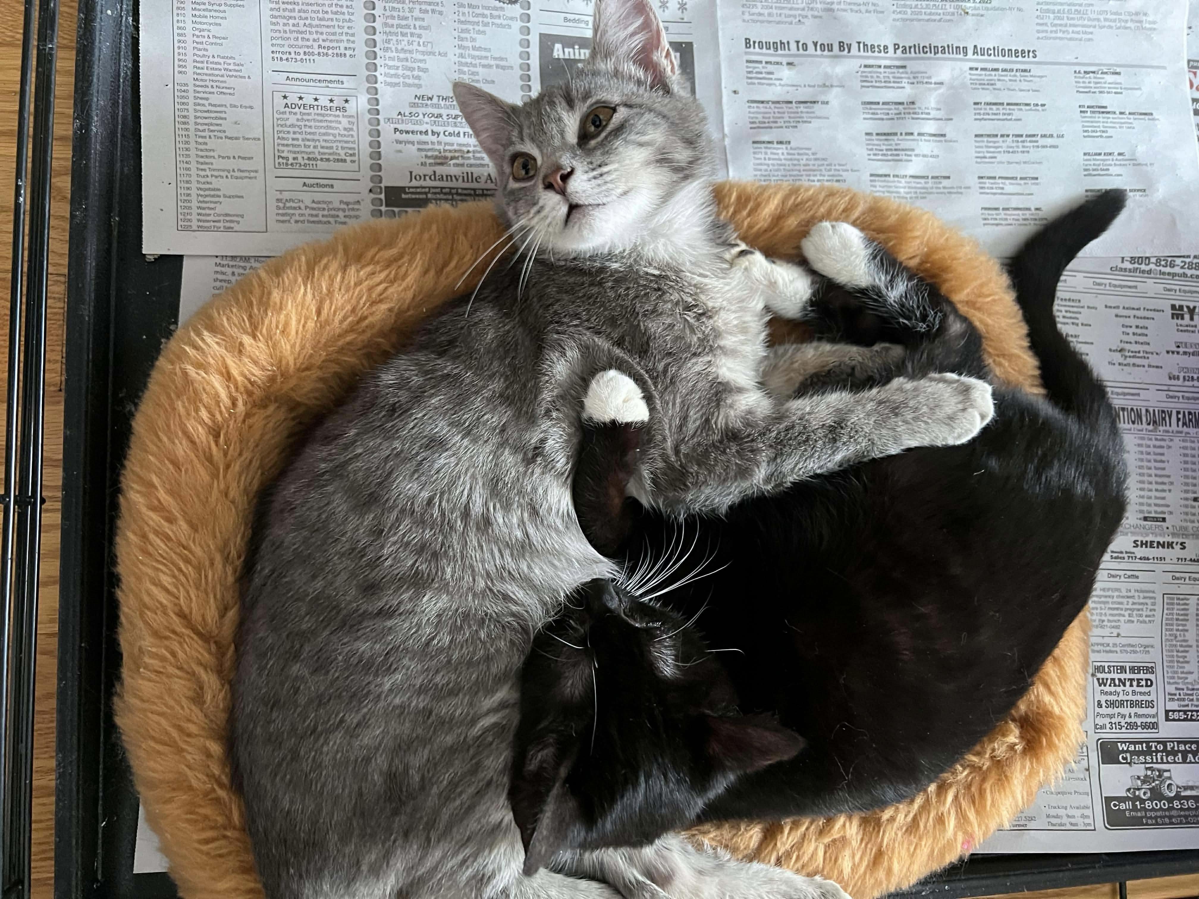 Starfire, an adopted Domestic Short Hair in Rochester , NY image 6/6