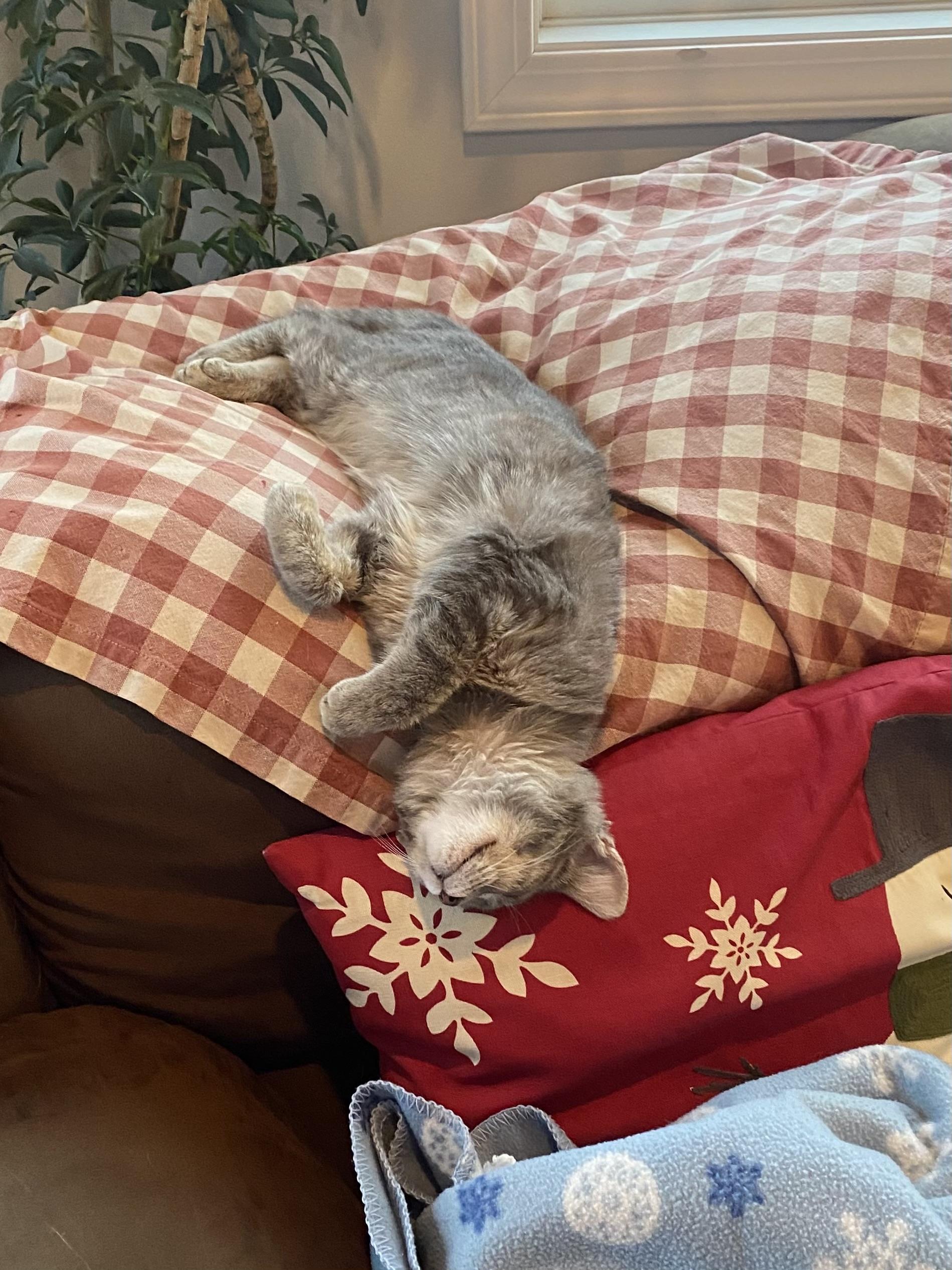 Starfire, an adopted Domestic Short Hair in Rochester , NY image 2/6